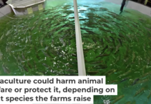 Raising salmon in a tank at an aquaculture farm in Dubai. Giuseppe Cacace/AFP via Getty Images